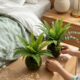 14 Best Forest-Inspired Bedroom Decor for a Woodland Retreat in 2026