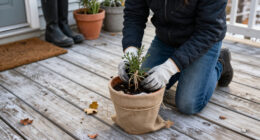 Should You Leave Potted Plants Outdoors In The Winter?